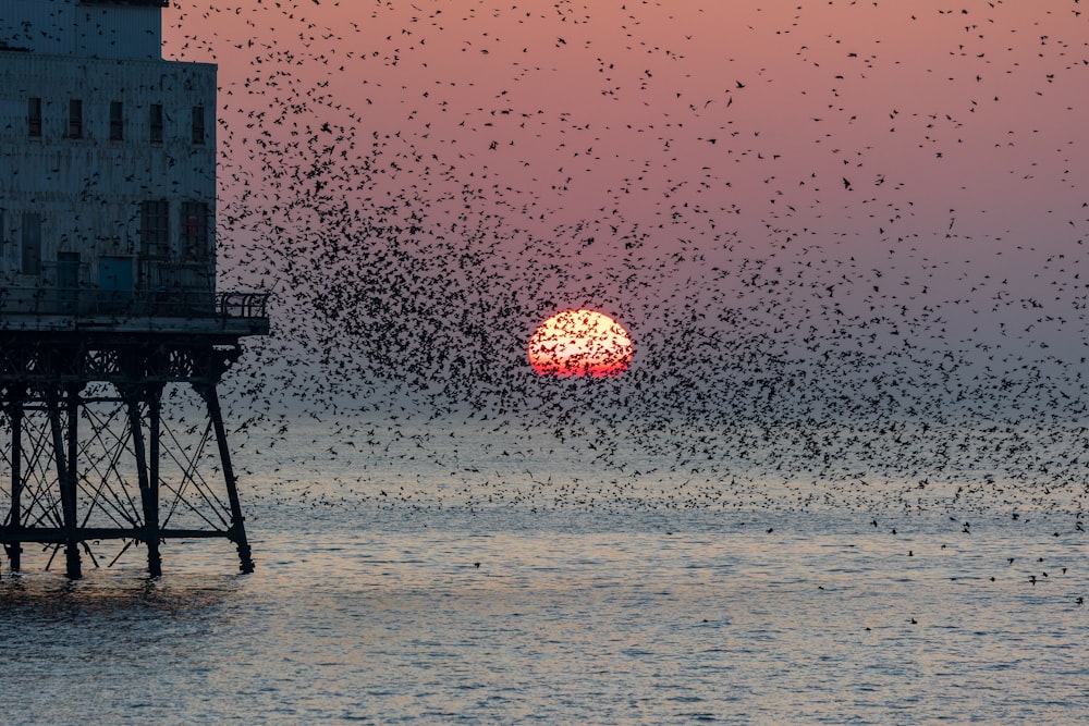 a large flock of birds flying over a body of water