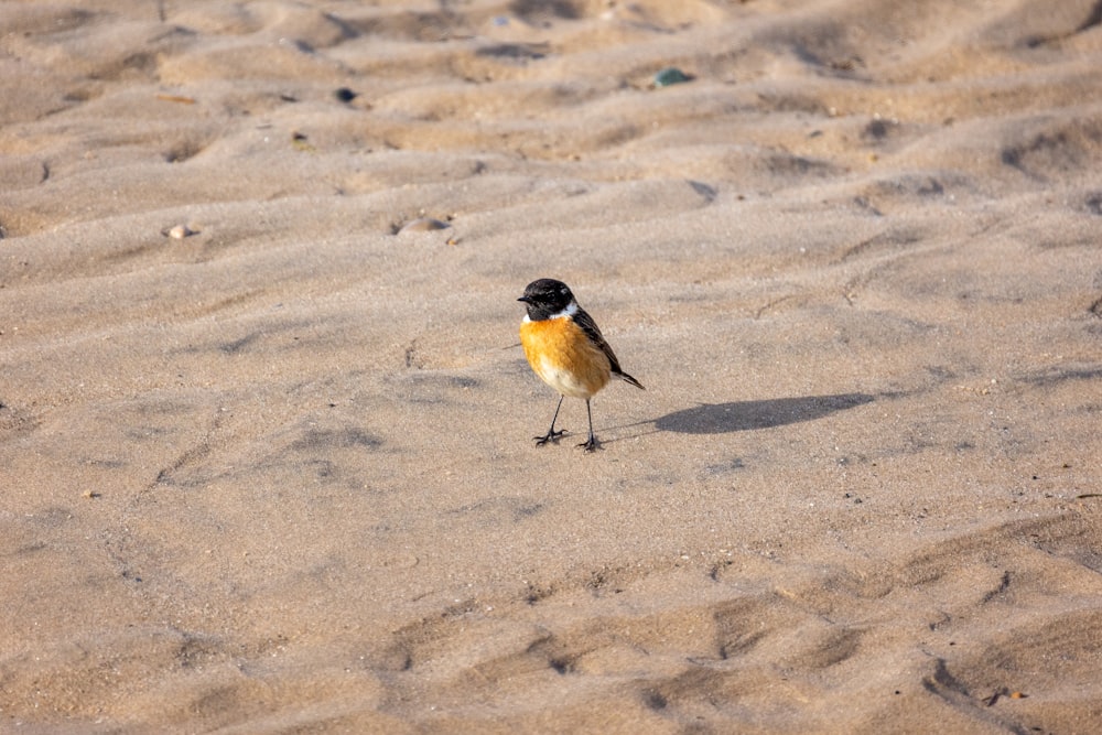 a small bird standing on top of a sandy beach