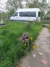 Close-up of a happy dog enjoying a spotless green lawn, with a Colapaw truck parked in the background.