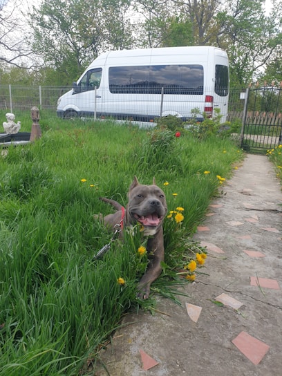 A happy dog owner smiling while a black and gold bruin scooping service van parked nearby, with a dog playing in the background.