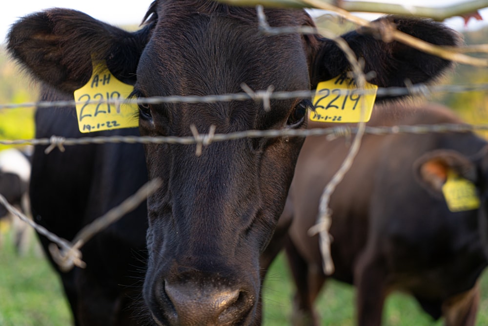 a close up of a cow behind a barbed wire fence