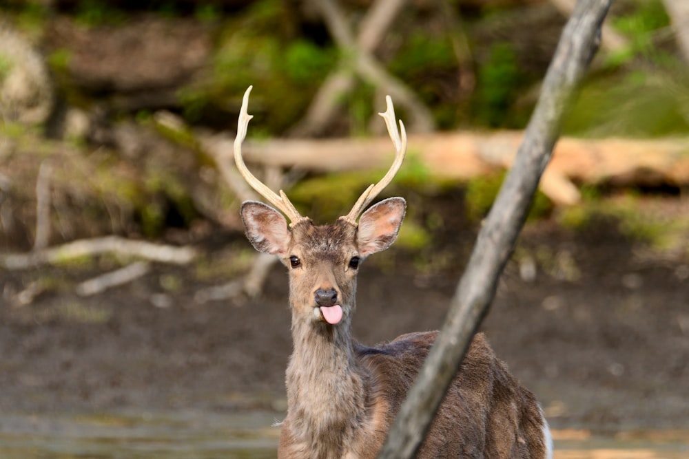 a deer standing next to a body of water