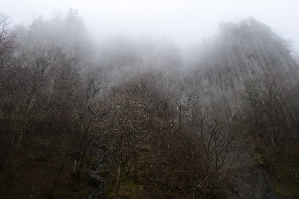 a foggy forest with trees and a waterfall