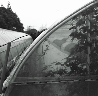 A black and white photograph displaying two large greenhouses with translucent covers. The foreground features a wire structure and visible foliage inside the closest greenhouse, creating a sense of depth and layers. Trees and power lines can be seen in the background.
