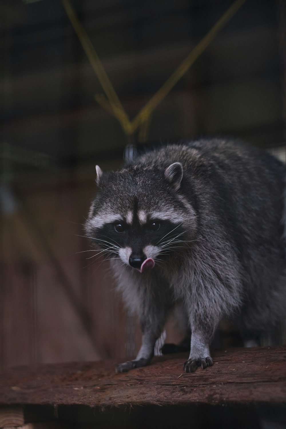 a raccoon is standing on a piece of wood