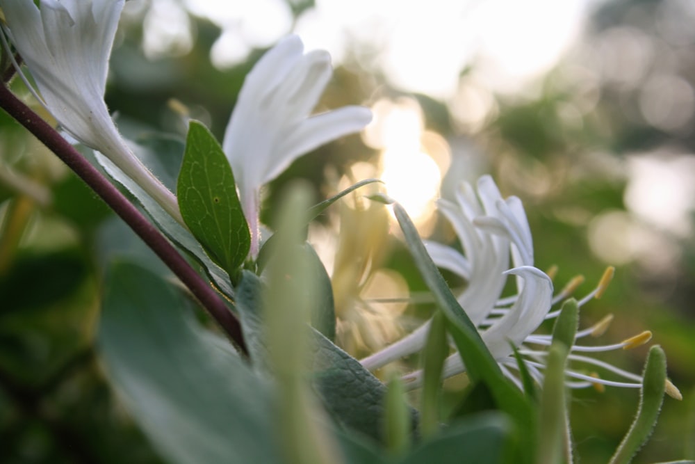 a close up of a bunch of white flowers