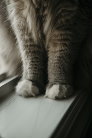 Should Your Cat Wear a Collar? Collar vs Harness Safety Comparison