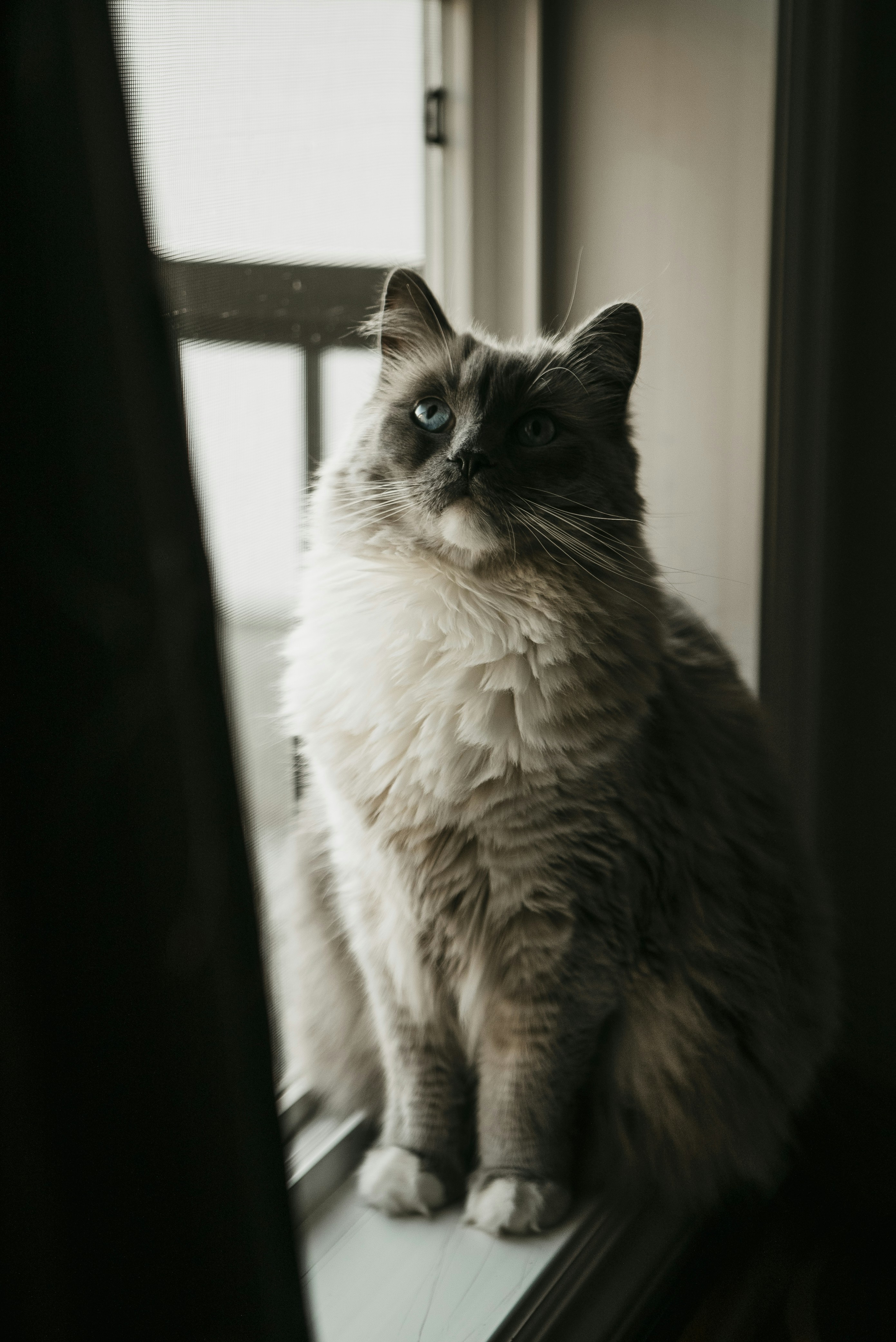 a cat sitting on a window sill looking out the window