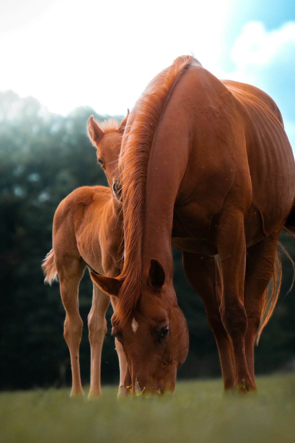 a mother horse and her baby grazing in a field