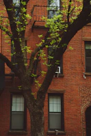 A mature tree with green leaves is in front of a red brick building. The building features multiple windows and an old-fashioned fire escape. The tree’s branches span out across the foreground, partially obscuring the building.
