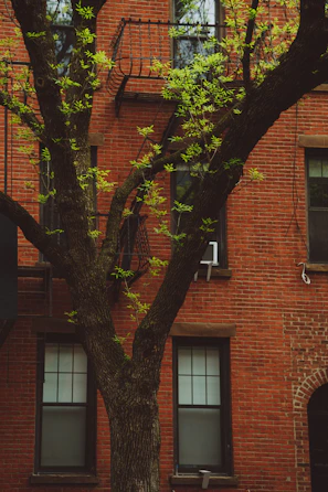 A mature tree with green leaves is in front of a red brick building. The building features multiple windows and an old-fashioned fire escape. The tree’s branches span out across the foreground, partially obscuring the building.