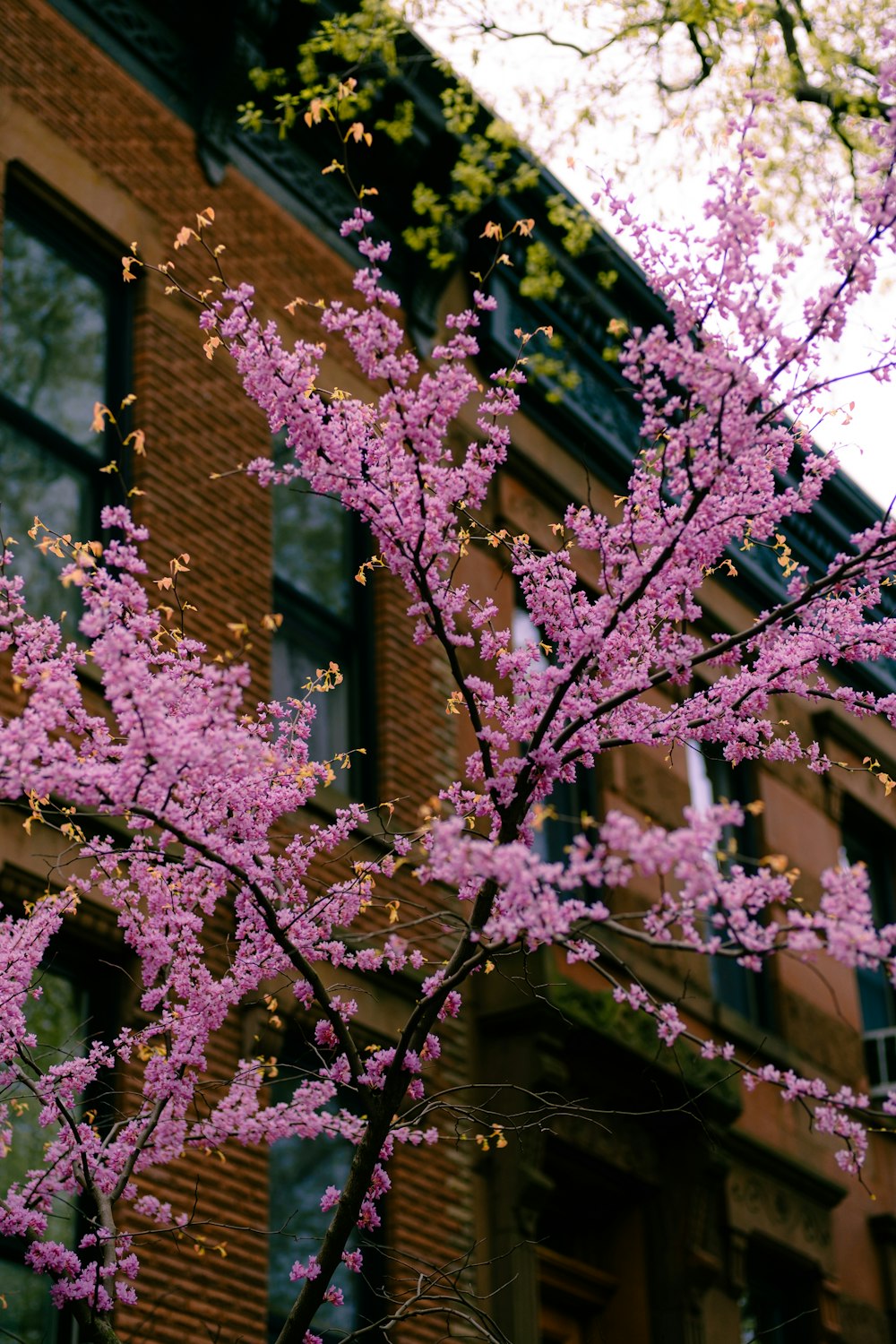 a tree with pink flowers in front of a brick building