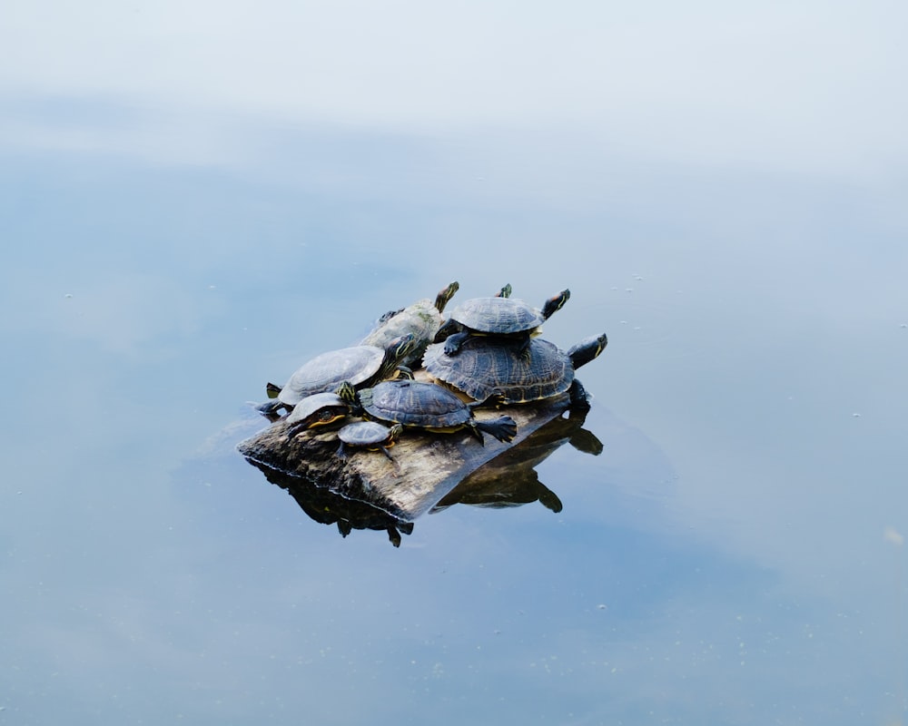a group of turtles sitting on top of a log in the water