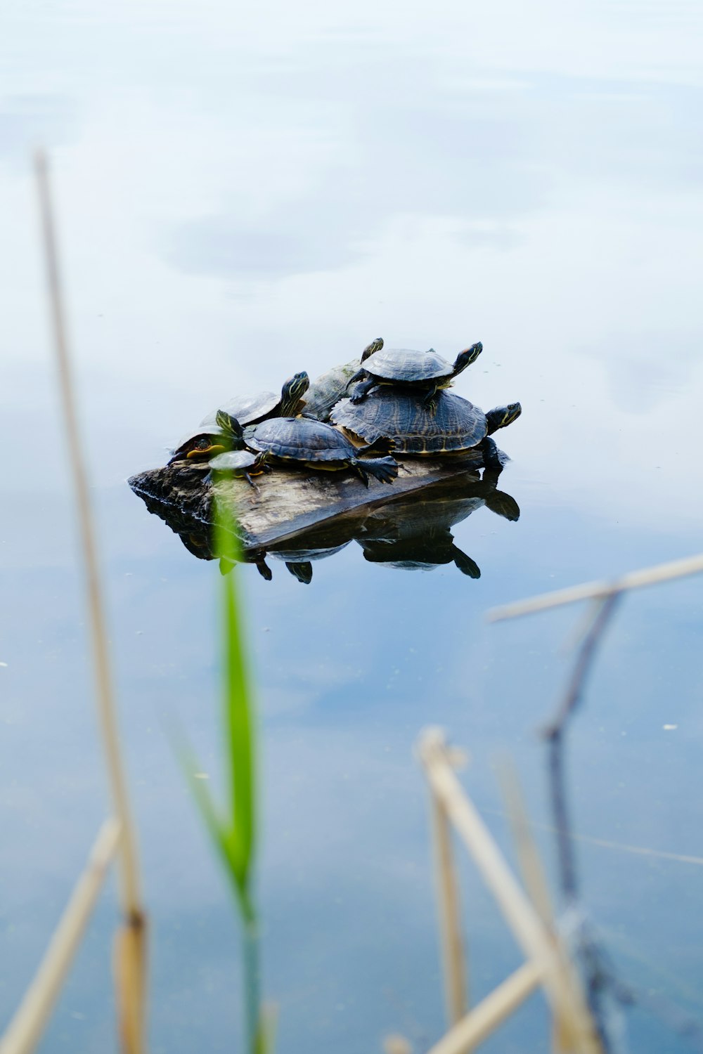 a group of turtles sitting on top of a log in the water