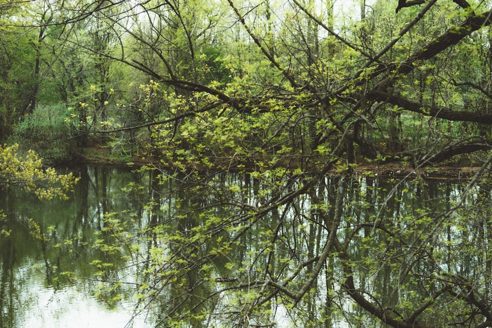 a body of water surrounded by trees and bushes