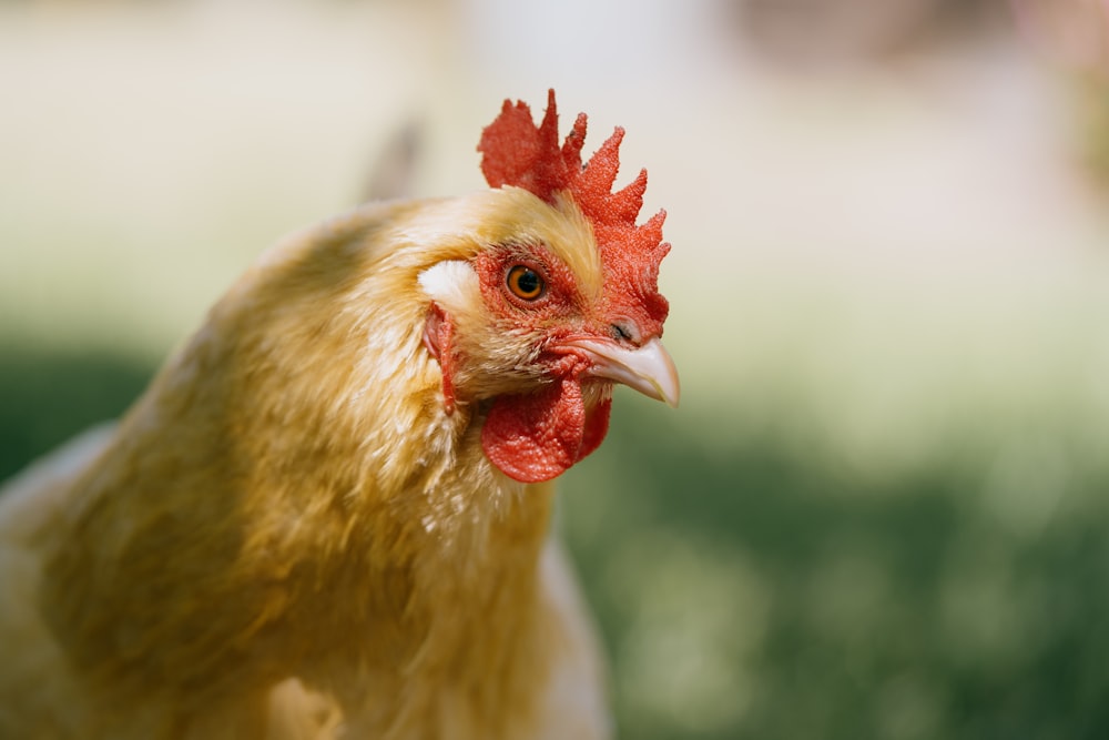 a close up of a chicken with a blurry background