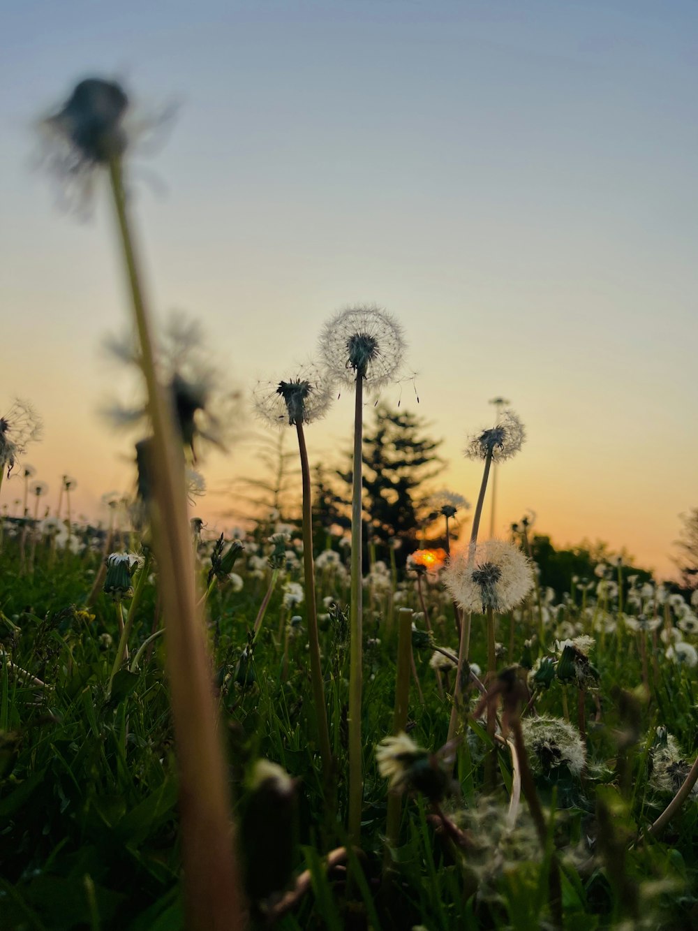 dandelions blowing in the wind in a field