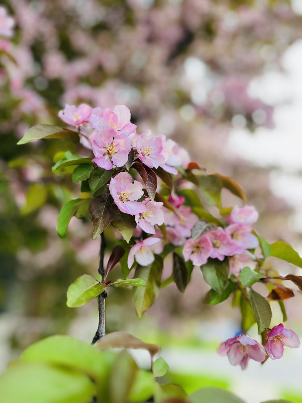 a branch of a flowering tree with pink flowers