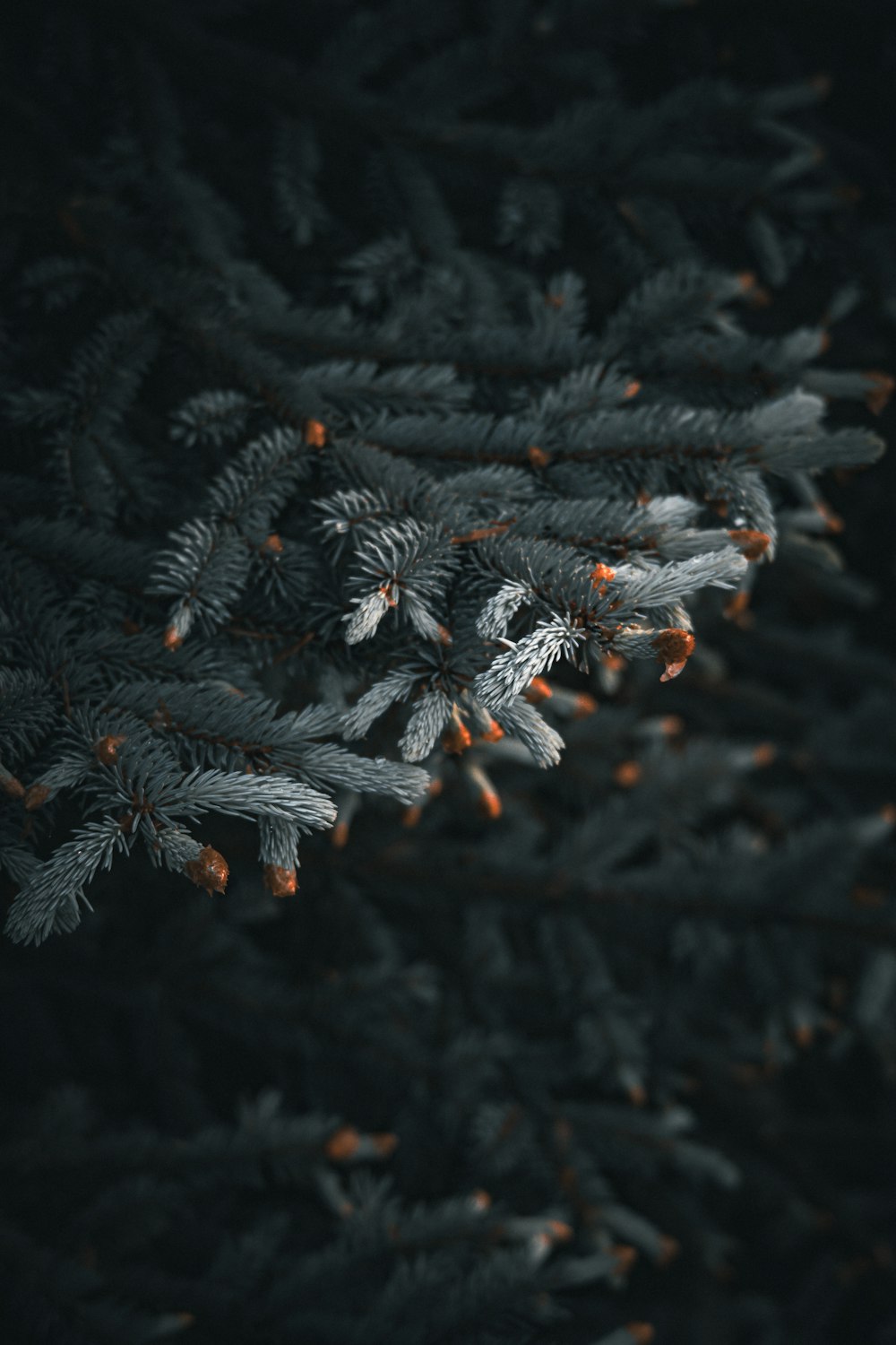 a close up of a pine tree with orange lights