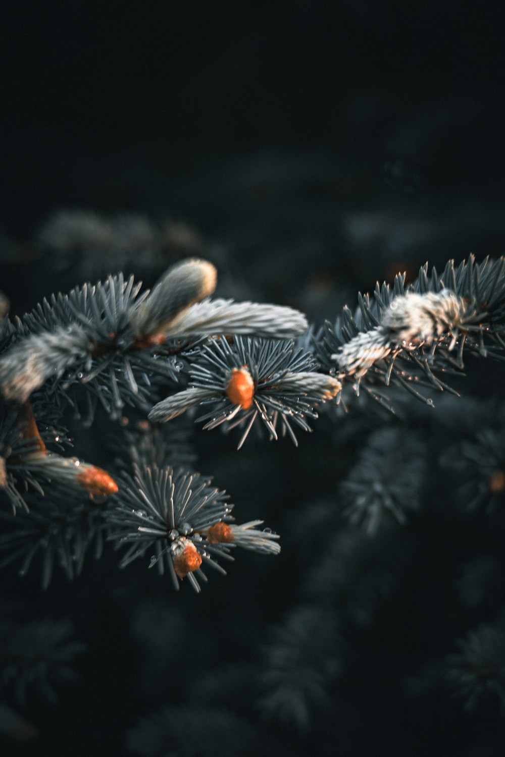 a close up of a pine tree branch