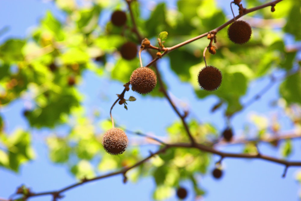 a bunch of fruit hanging from a tree branch