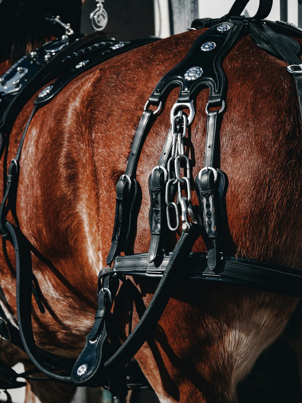 un primo piano della briglia e del finimento di un cavallo