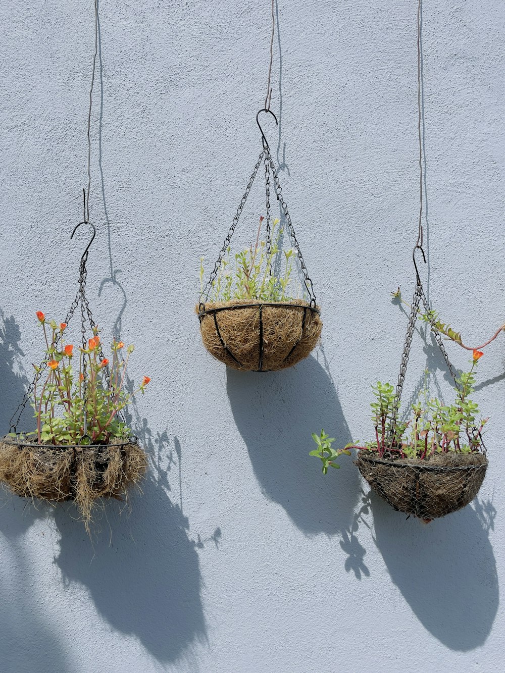 three hanging baskets filled with plants on a wall