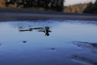 A small plant emerges from a puddle on a flat surface, reflecting the surrounding environment in the water. The background is blurred, featuring greenery and possibly a wooded area or park. The lighting suggests an early morning or late afternoon setting, with soft shadows and highlights.