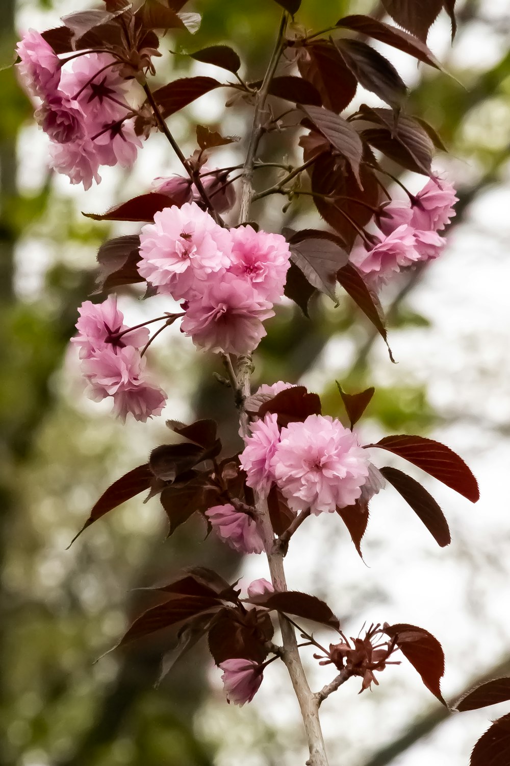 pink flowers blooming on a tree branch in a forest