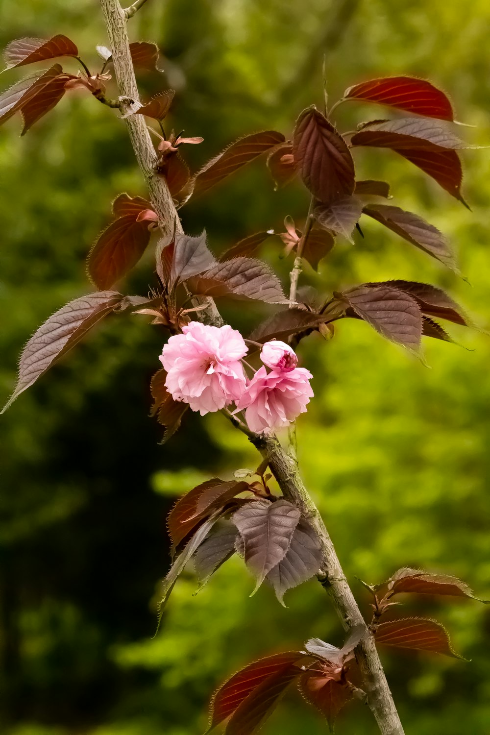 a pink flower on a tree branch in front of a forest