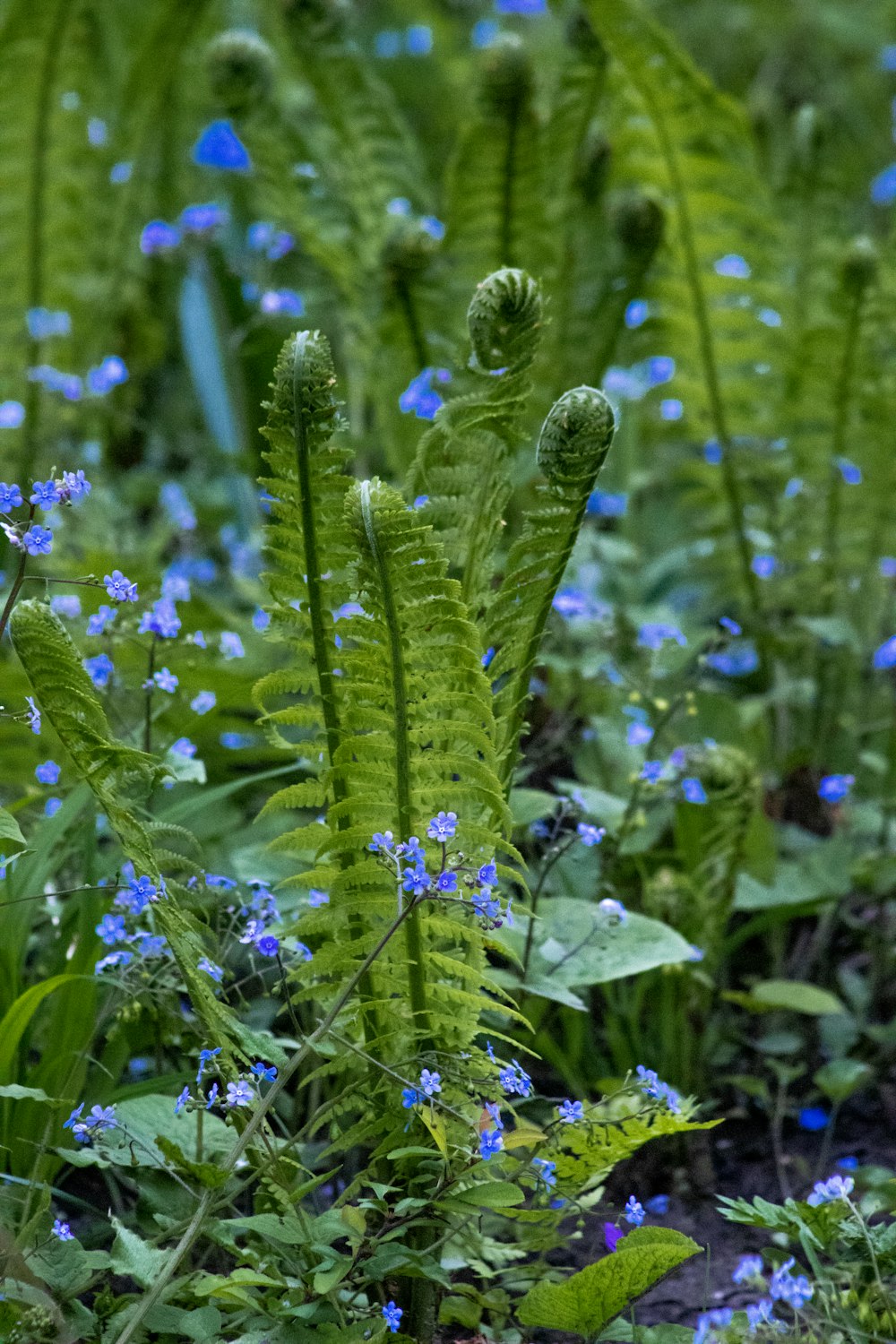 a bunch of plants that are in the grass