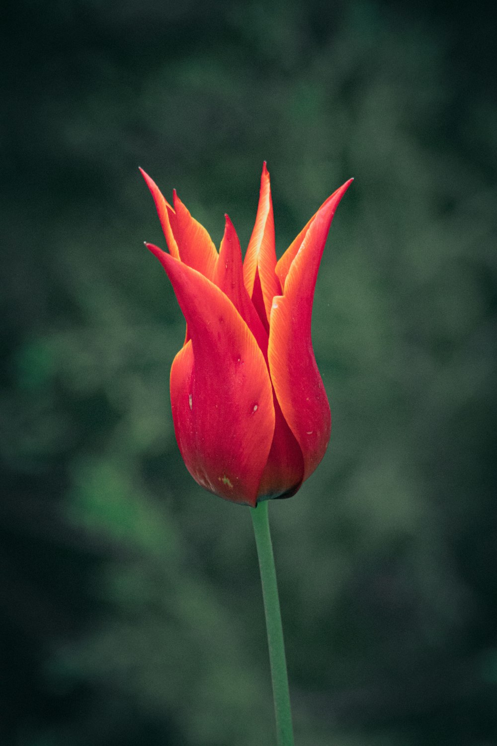 a close up of a flower with a blurry background