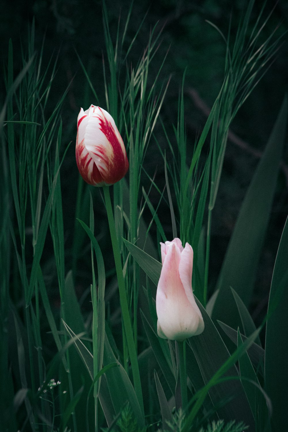 two tulips in a field of tall grass