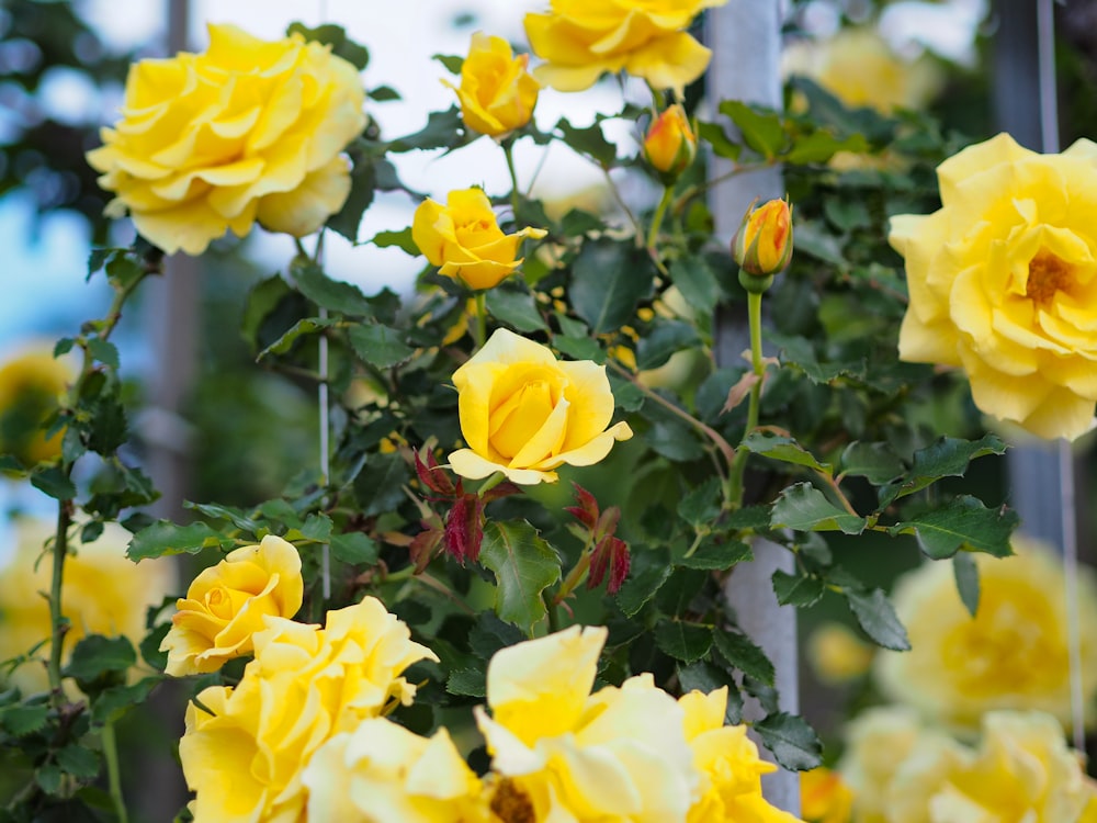 a bush of yellow roses with green leaves