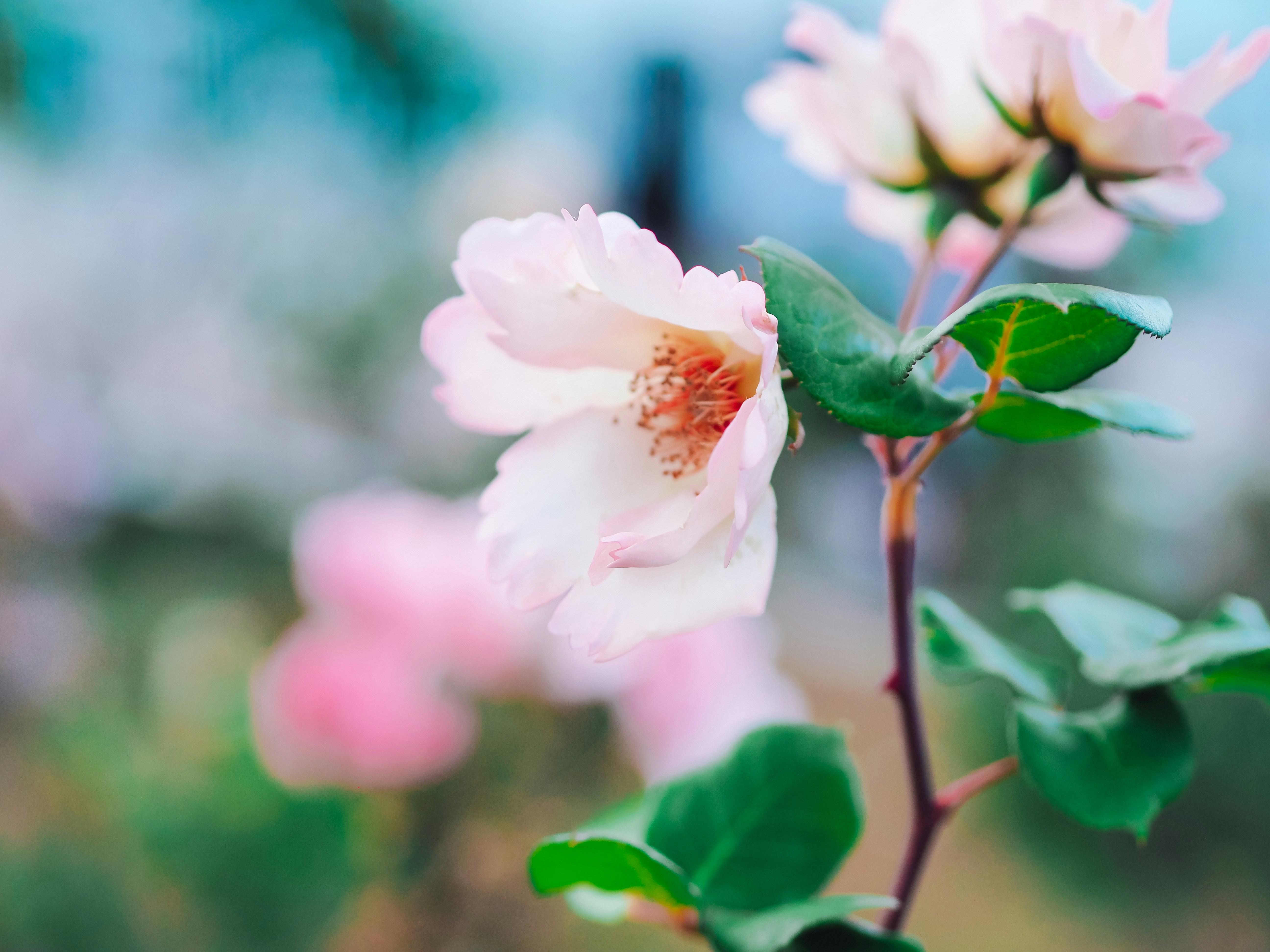 Fc 東京 ユニフォーム マーキング