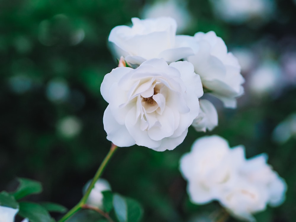 a white rose is blooming in a garden