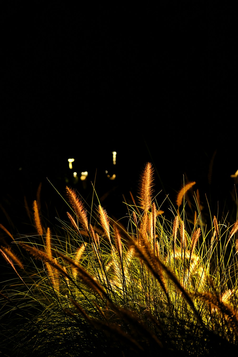 a field of tall grass at night time