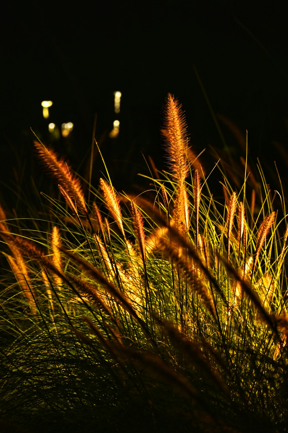 a close up of some grass with a light in the background