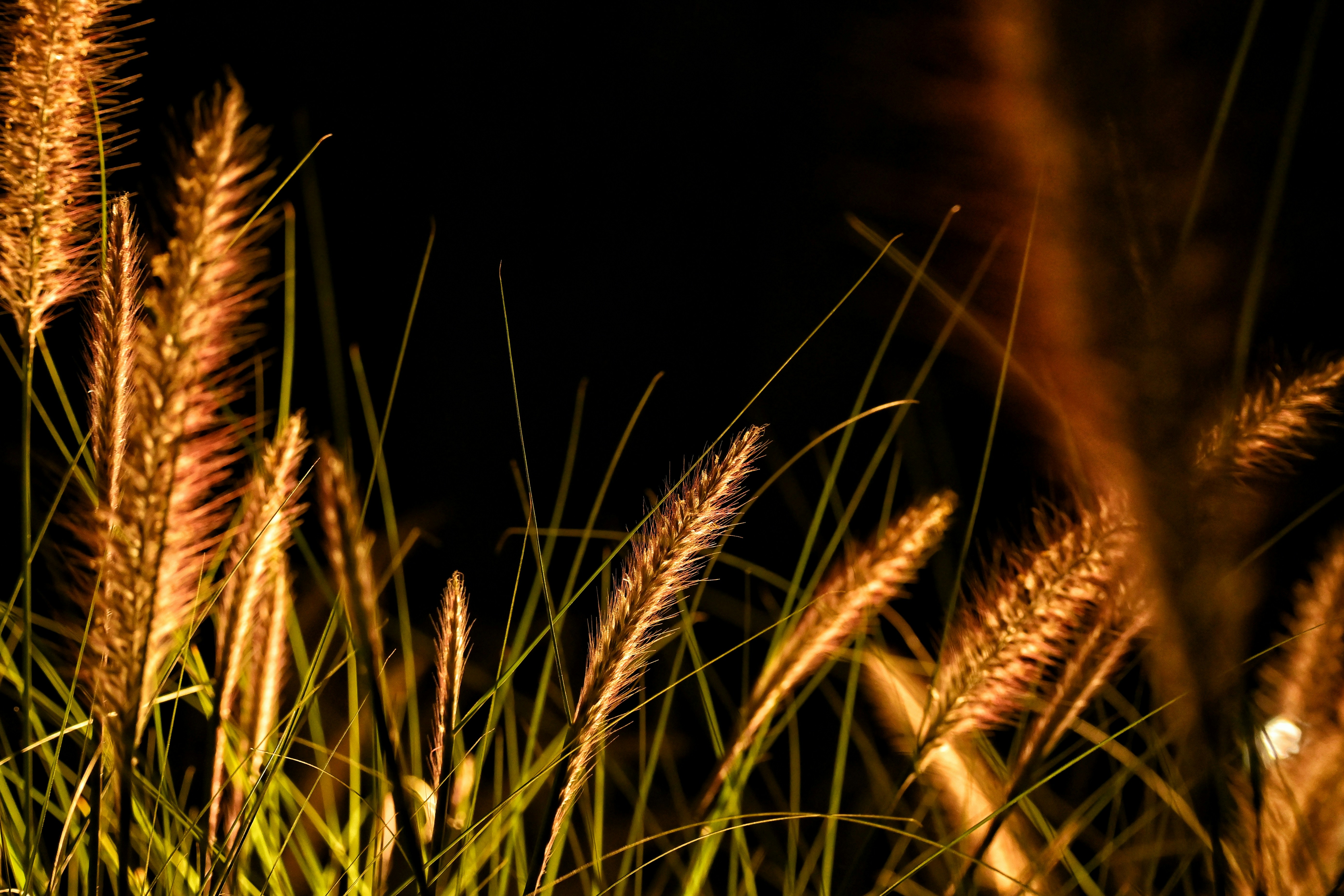a close up of a bunch of tall grass