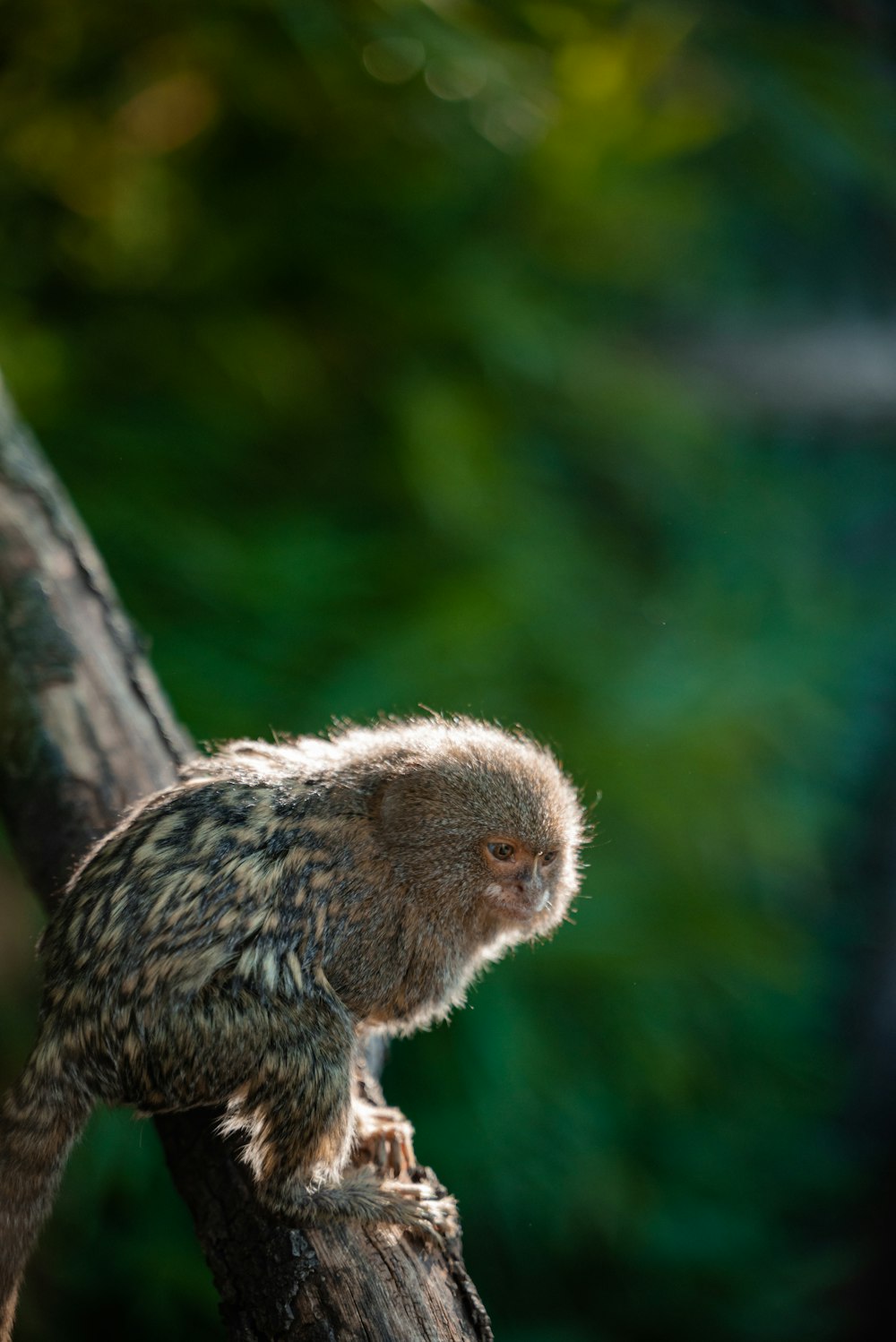 a small monkey sitting on top of a tree branch