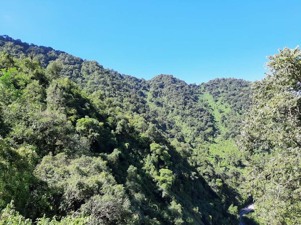 a lush green forest filled with lots of trees