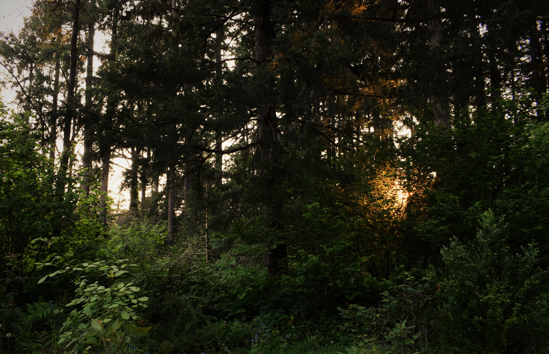 woman wearing yellow long-sleeved dress under white clouds and blue sky during daytime