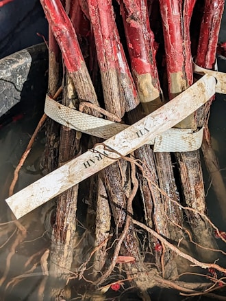 A bundle of dormant plant roots and shoots, tied together with a labeled strap. The roots are submerged in water, and the shoots are coated with a red material. The label around the bundle appears worn.