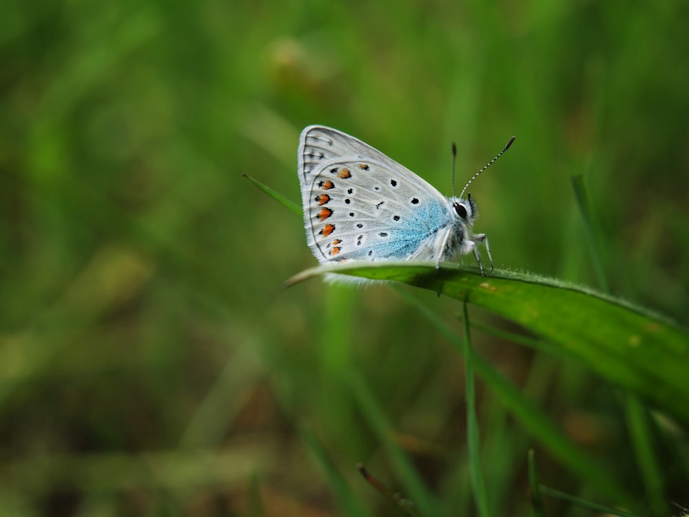 a blue and white butterfly sitting on top of a green leaf