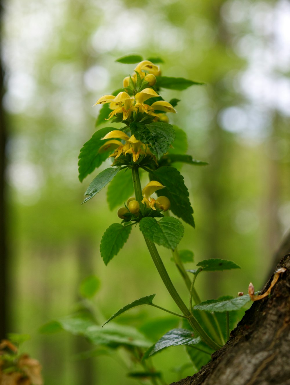 a yellow flower growing on a tree in a forest