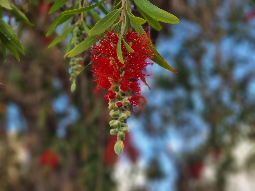 a red flower hanging from a tree branch