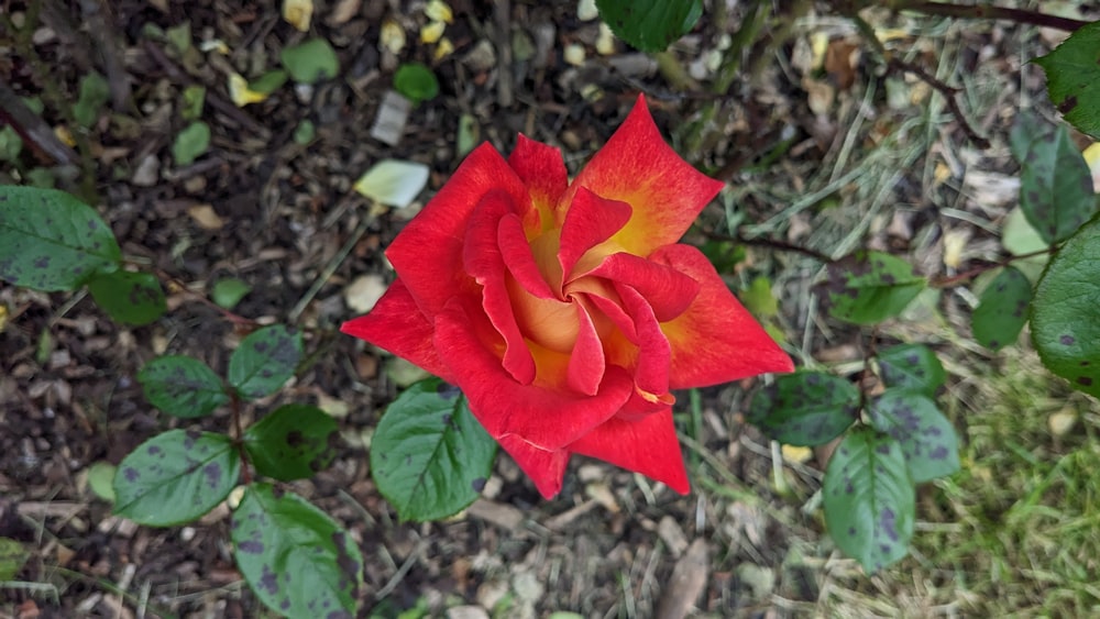 un fiore rosso e giallo con foglie verdi