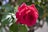 A vibrant red rose in full bloom surrounded by green leaves. The rose petals are lush and layered, highlighting the intricate natural beauty of the flower. The background features soft-focus foliage, creating a serene garden ambiance.