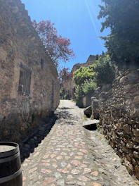 Sunlit narrow stone street winding through historic village houses with olive trees in the background.