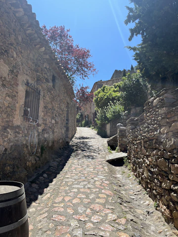 Sunlit narrow stone street winding through historic village houses with olive trees in the background.